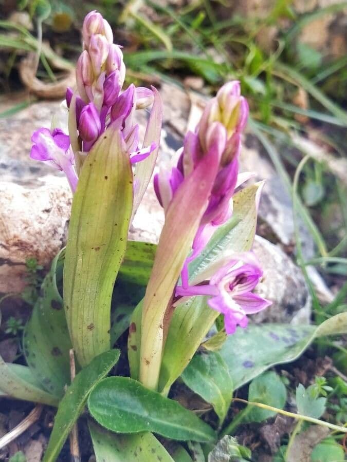 Stattliches Knabenkraut 23