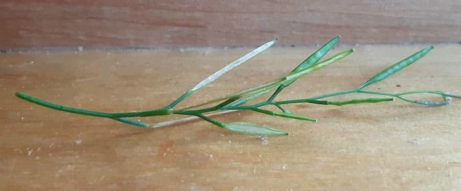 Cardamine flexueuse 4