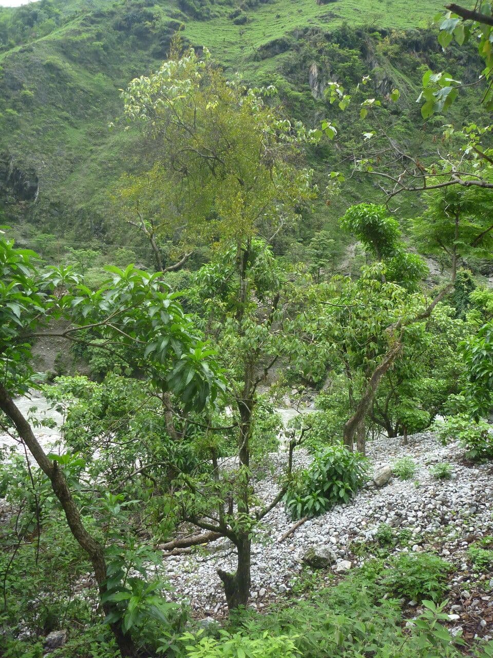 Helixanthera 6