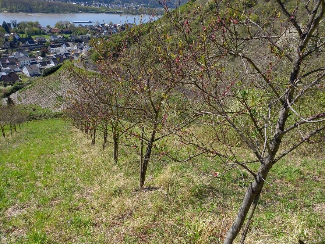 Pfirsich 11