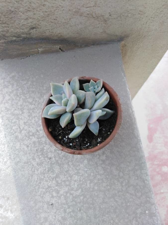 Pianta fantasma 29