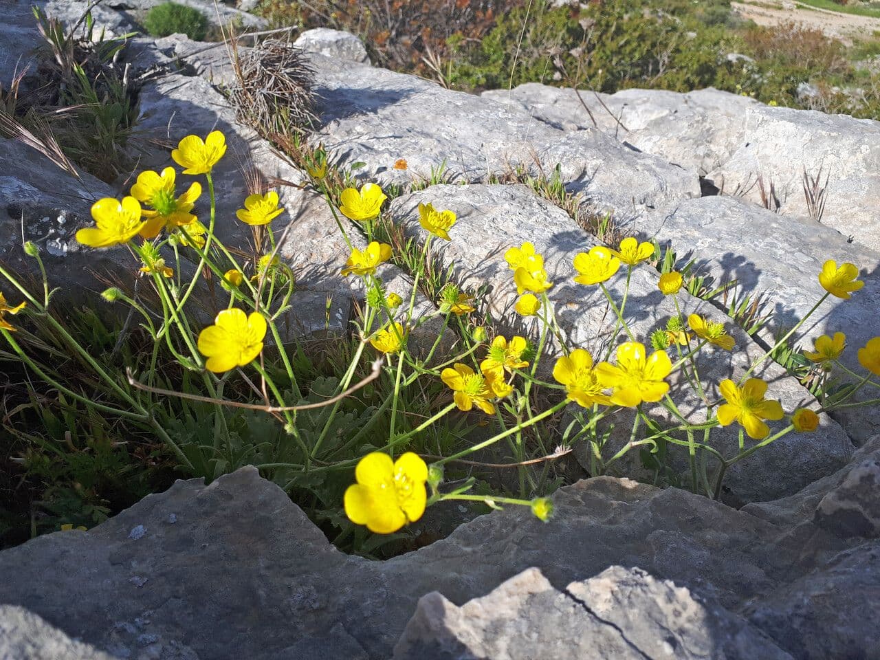 Ranunculus sprunerianus 5