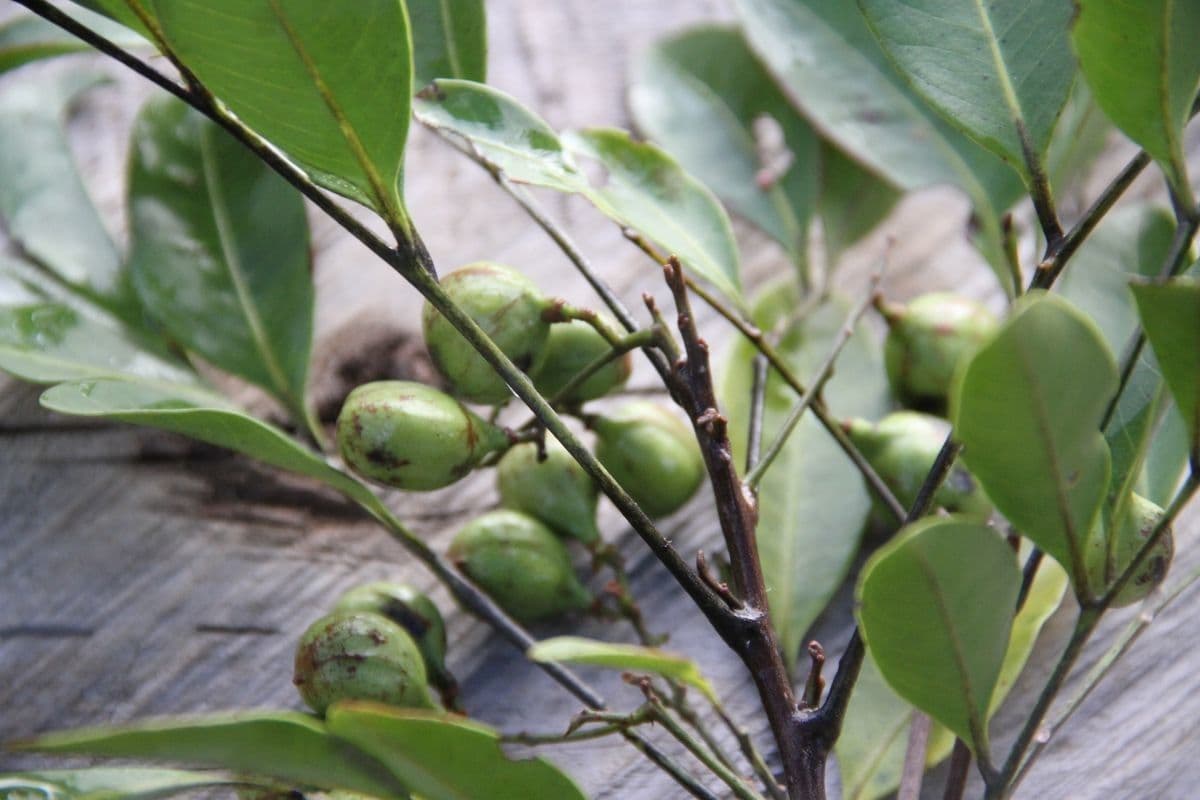 Lepidocupania