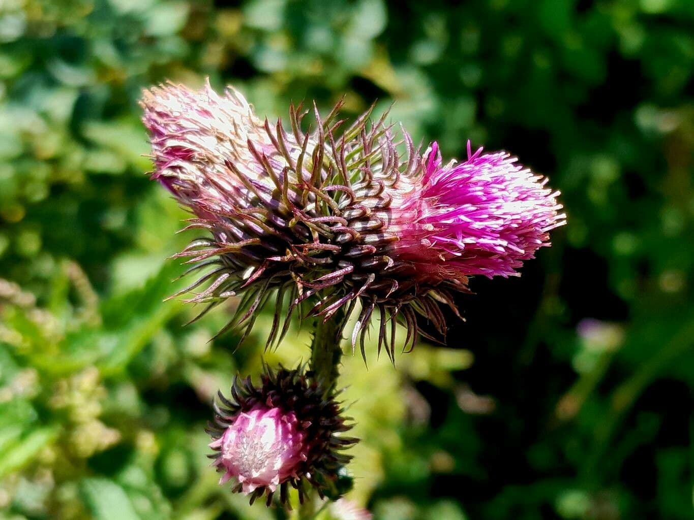 Karde 6