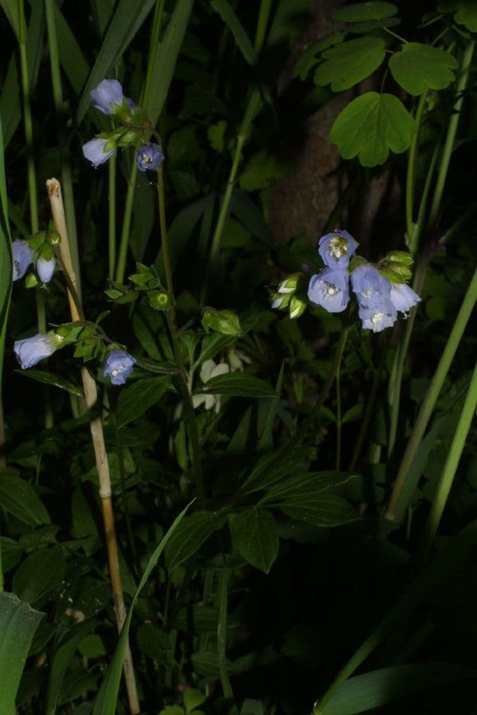 Polemonium reptans 9