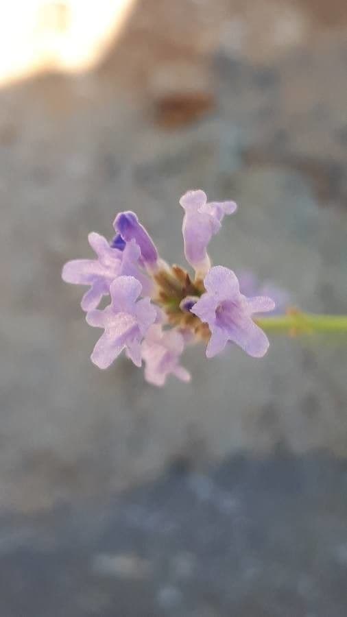 Lavanda