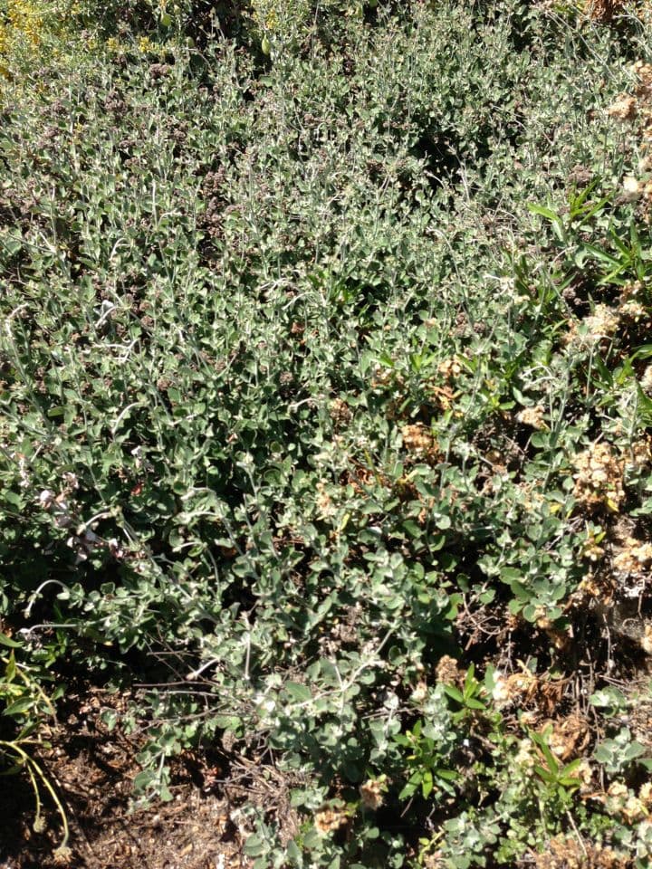 Eriogonum 7