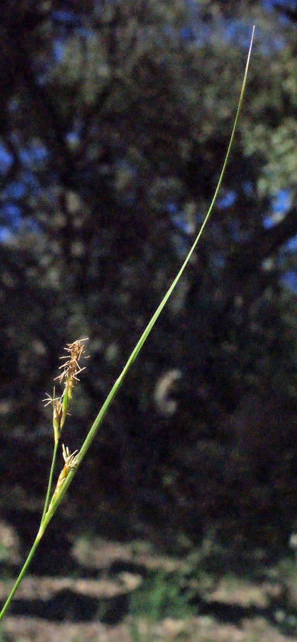 Carex distachya 6