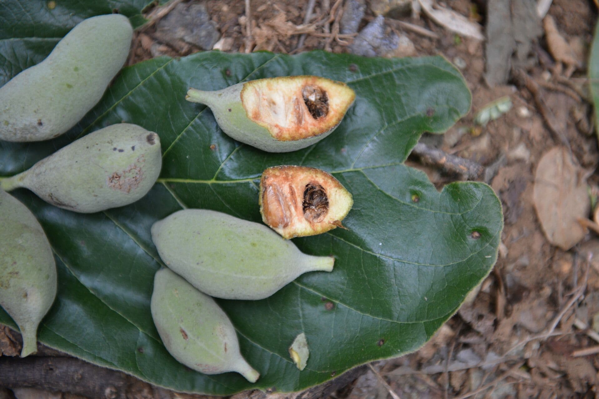 Sapranthus 2