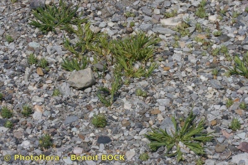 Sclerochloa 10