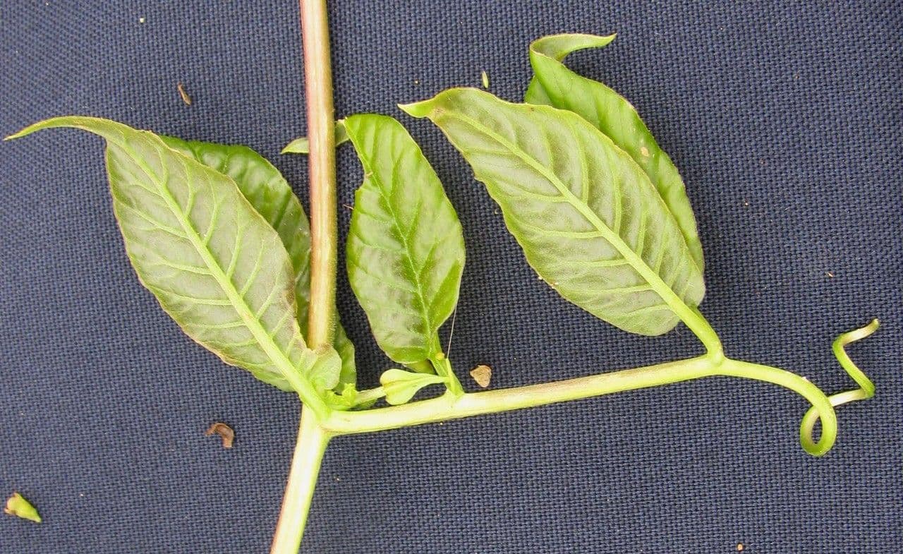 Cobaea 3