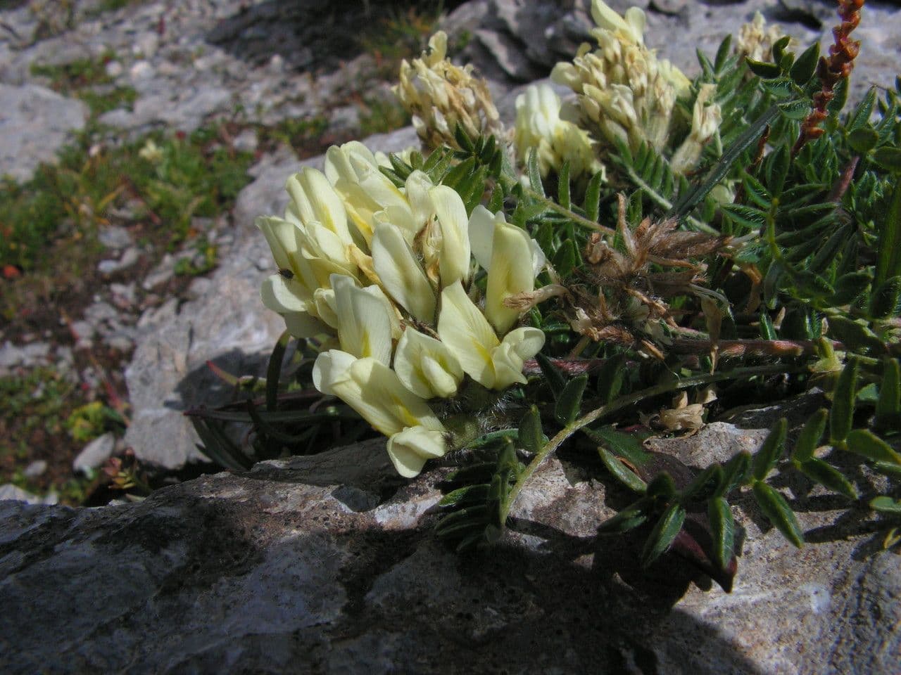 Astragalus depressus 10