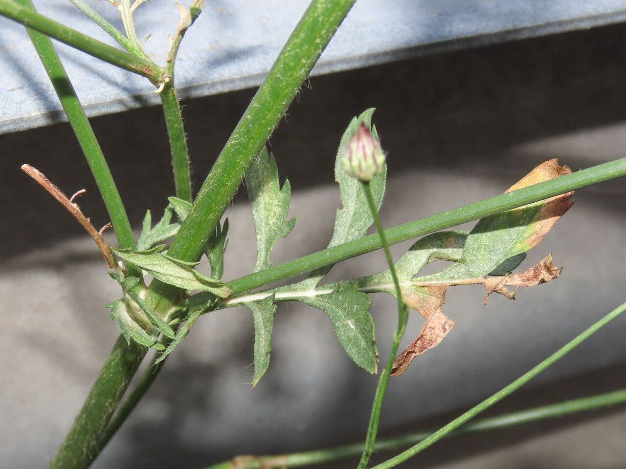 Cephalaria transilvana 18