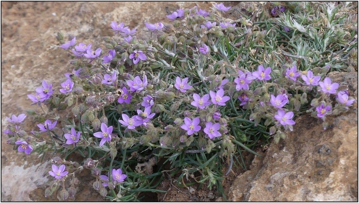 Spergonella frangiata 5