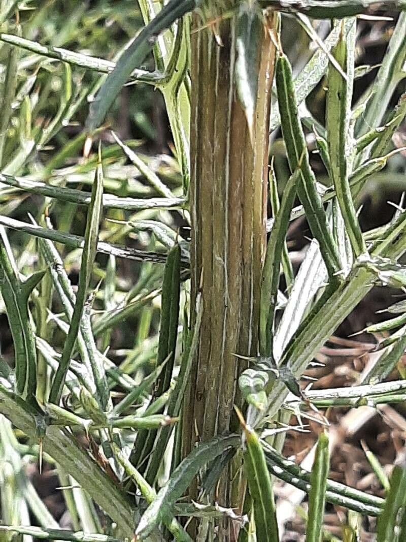 Cynara humilis 22