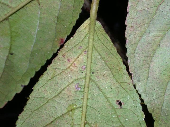Casearia corymbosa 11