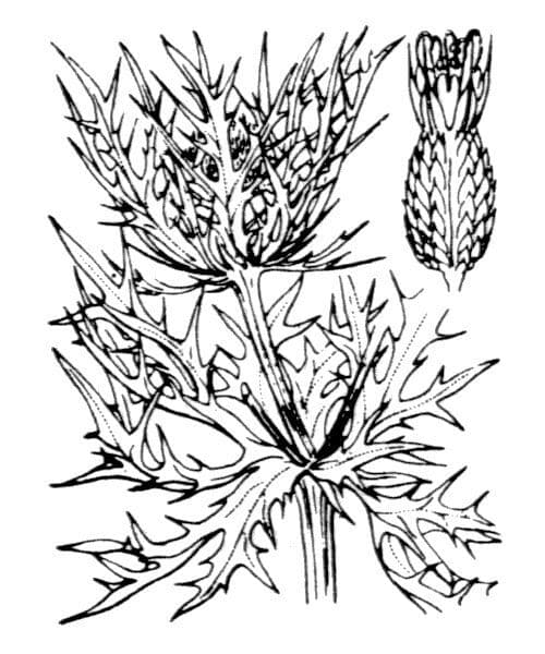 Panicaut blanc 26