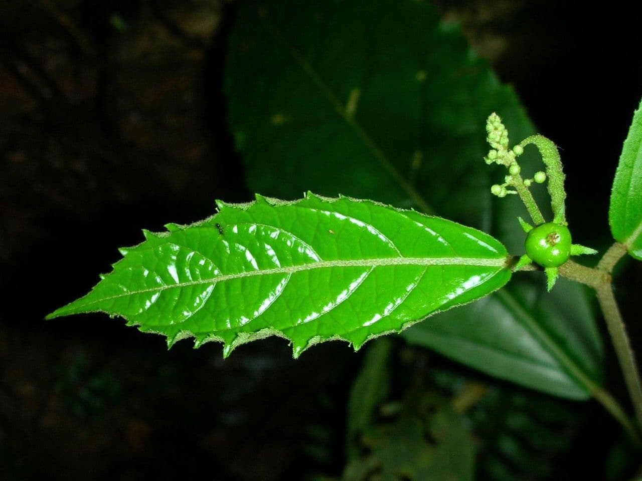 Croton 6