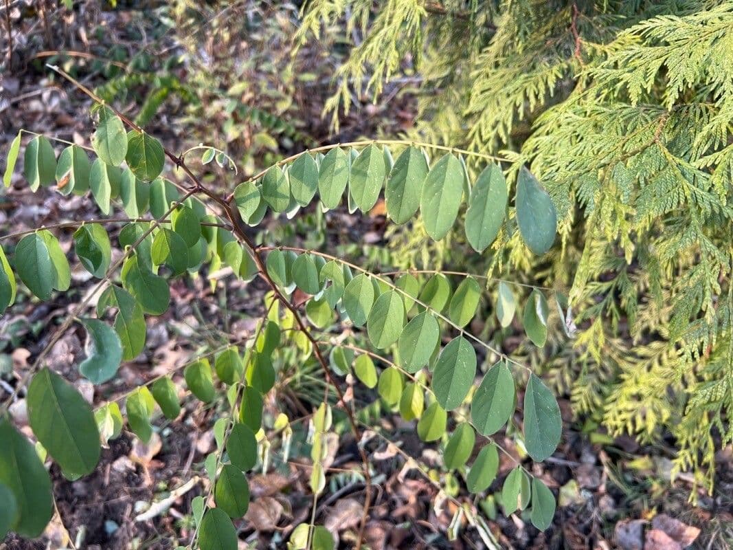 Robinia viscosa 19