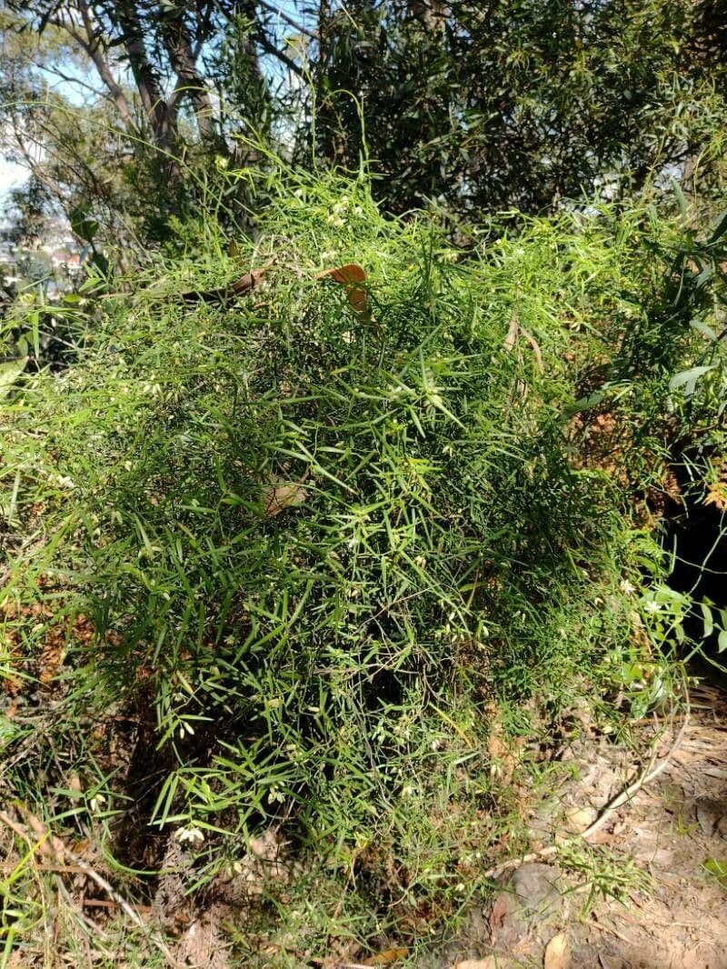 Geitonoplesium cymosum 4