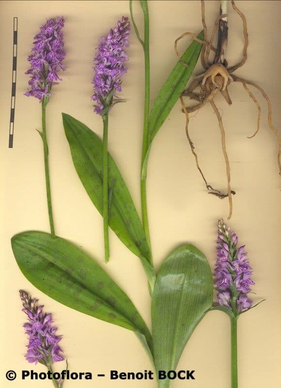 Orchidea macchiata 28