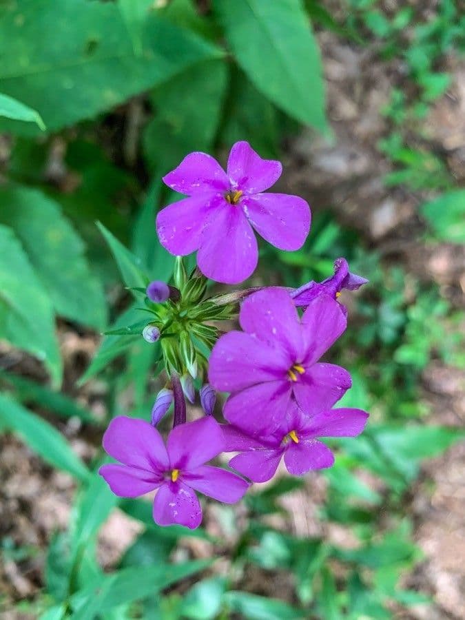 Phlox glabro 5