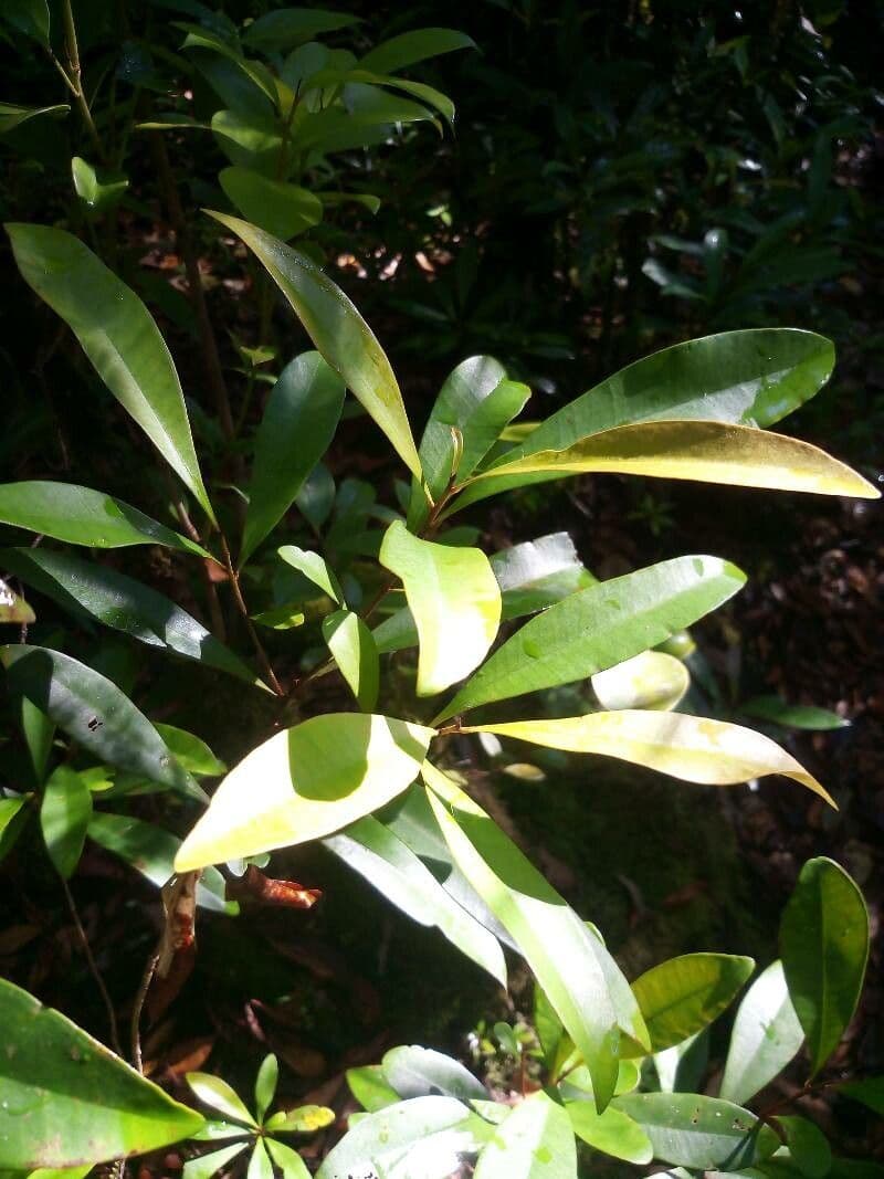 Tristaniopsis 2