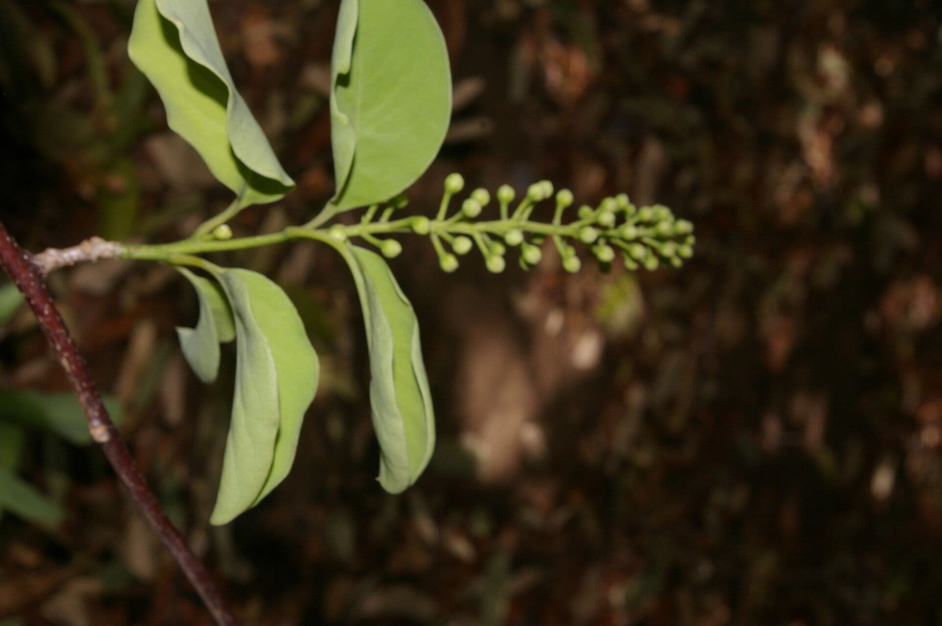 Stegnosperma