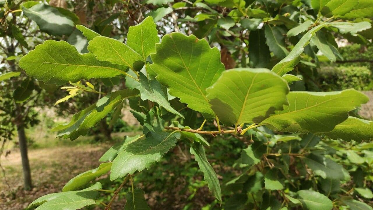 Quercia di Aleppo 10