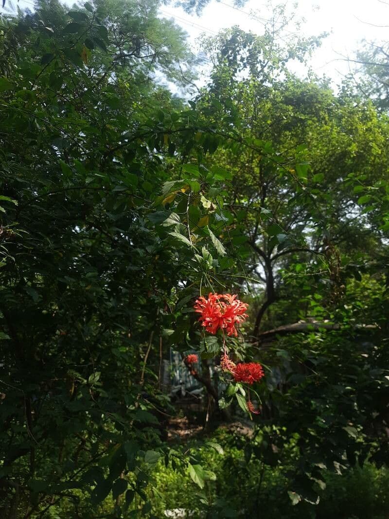 Hibiscus cispadanus 9
