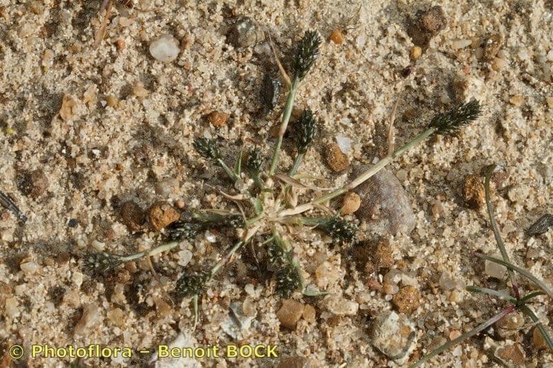 Sporobolus 22