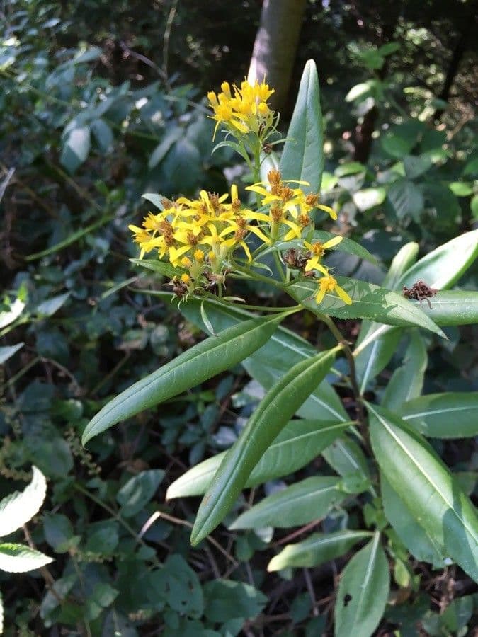 Senecio triangular 6