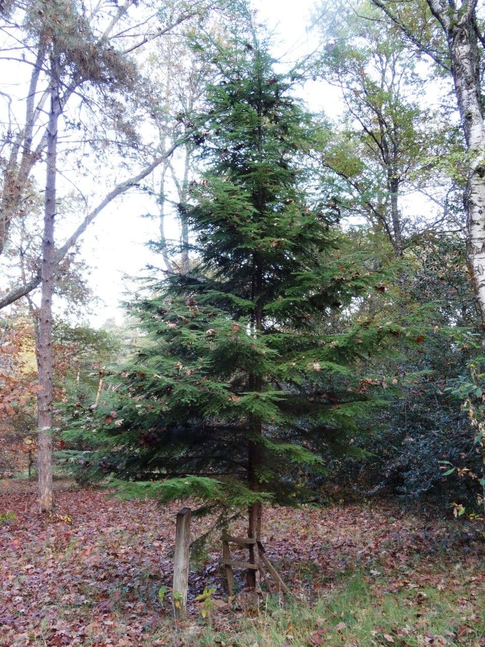 Tsuga occidentale 15