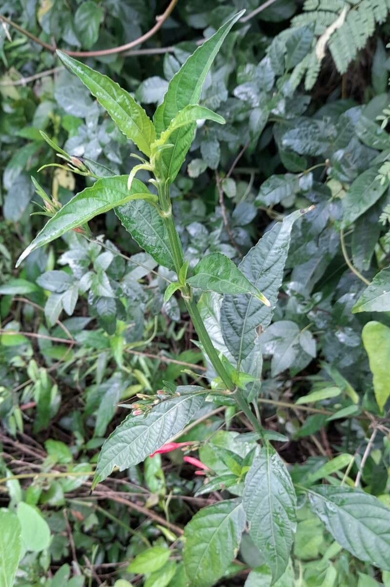 Ruellia angustiflora 7