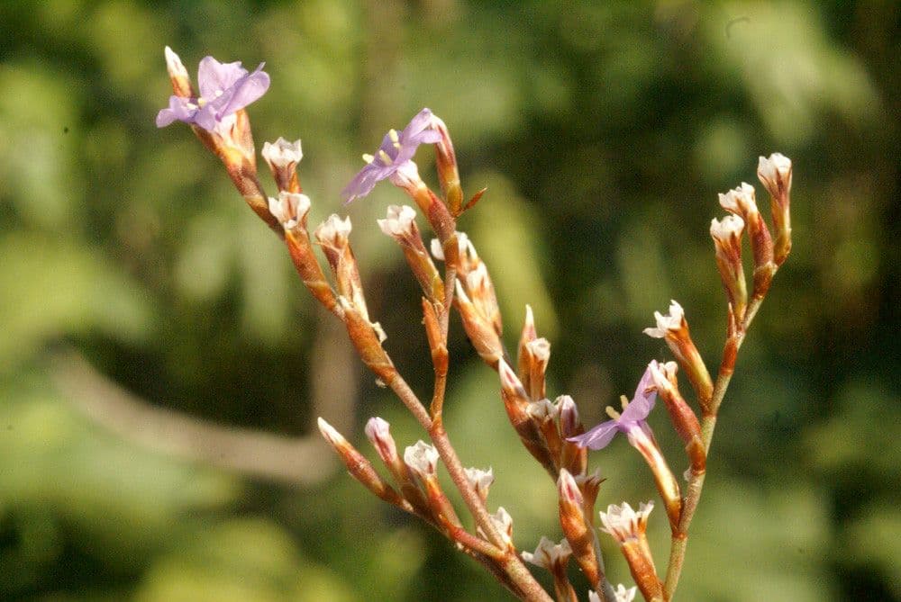 Statica pomurnik 23