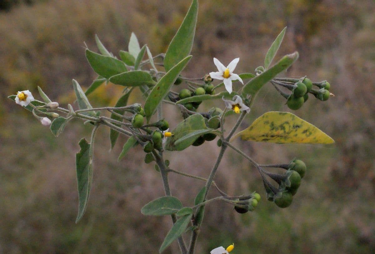 Solanum chenopodioides 26