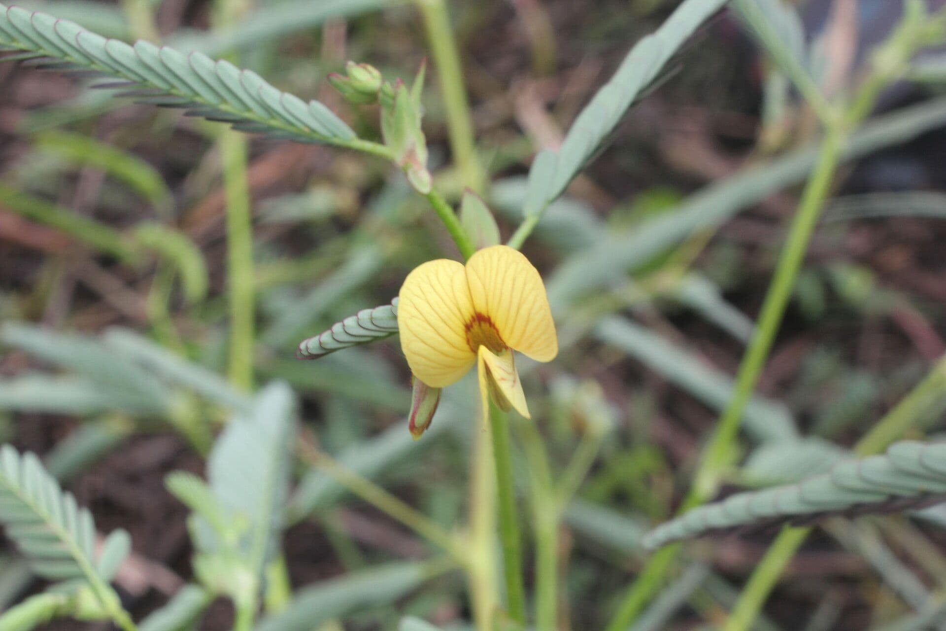 Aeschynomene ruvida 6