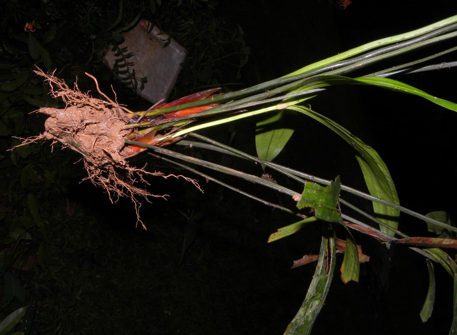 Mapania 5