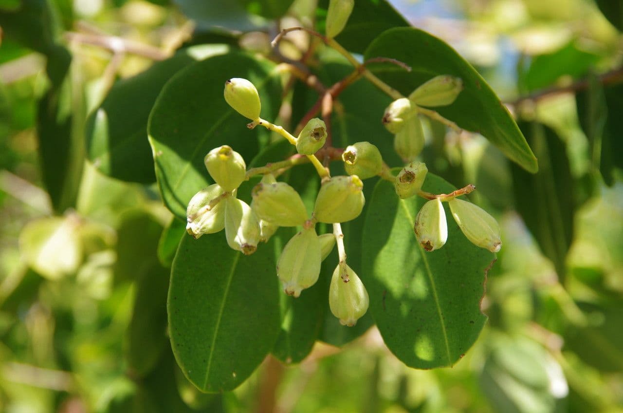 Botón blanco 2