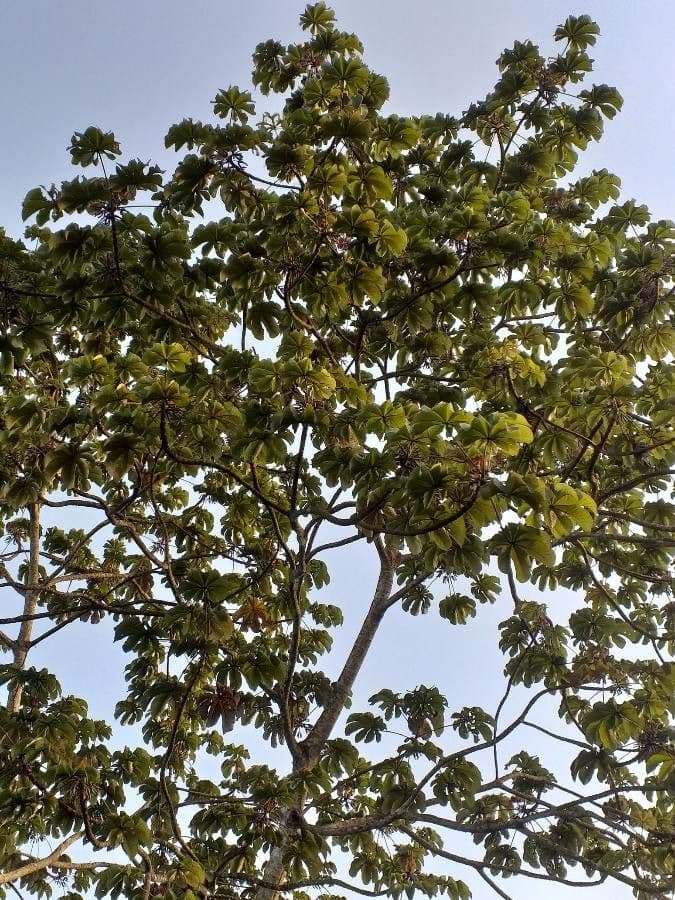 Cecropia 18