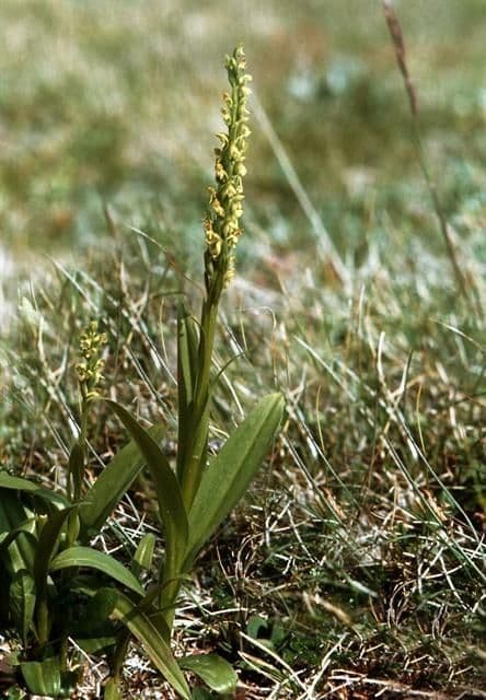 Platantera iperborea 7