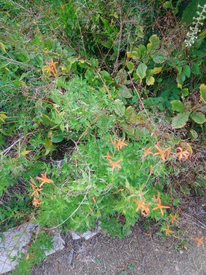 Anisacanthus 4