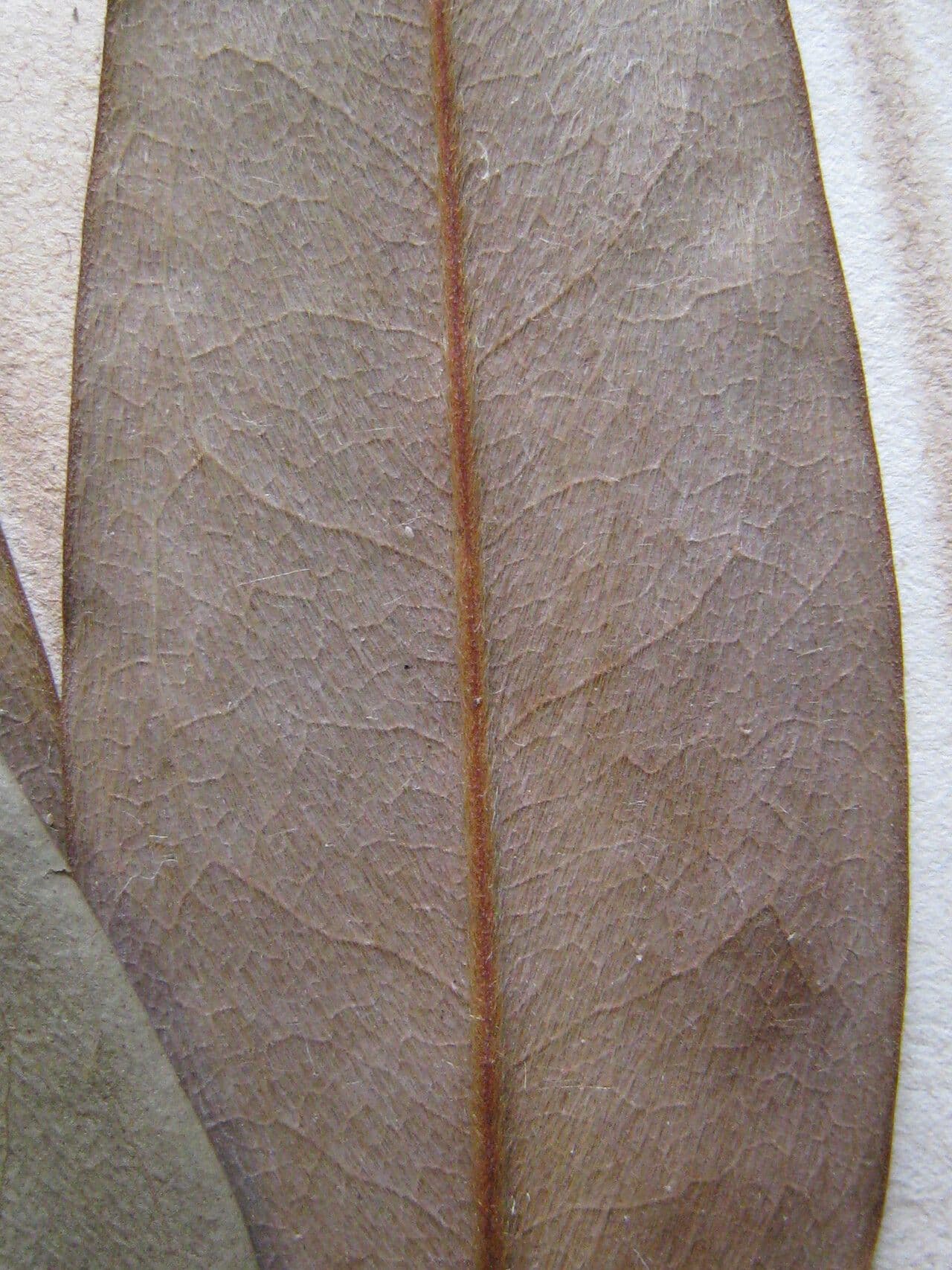 Xylopia 14