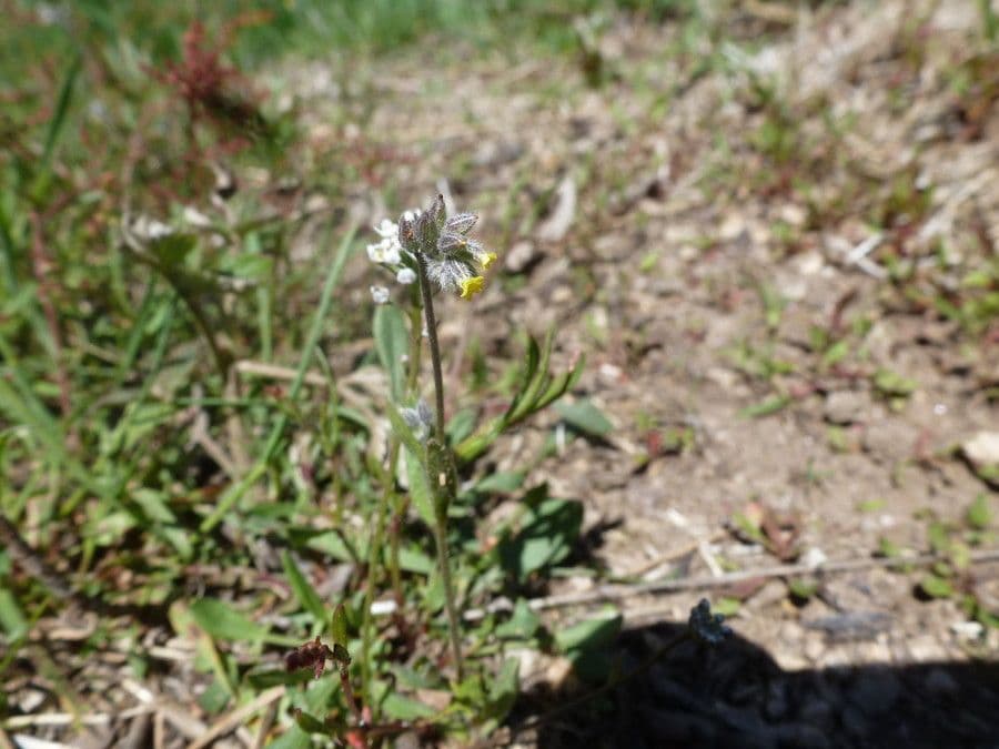 Myosotis 10