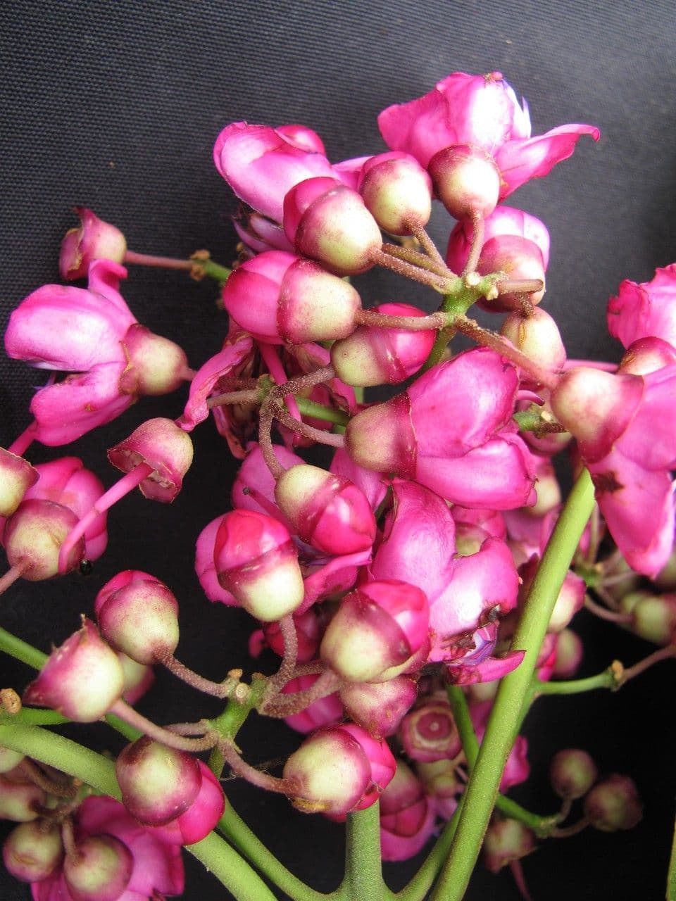 Meriania macrophylla 2