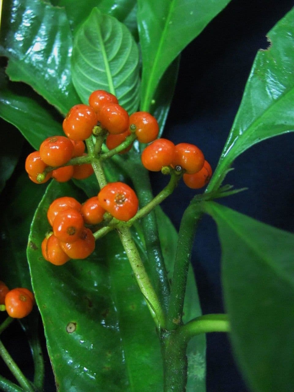 Psychotria 3