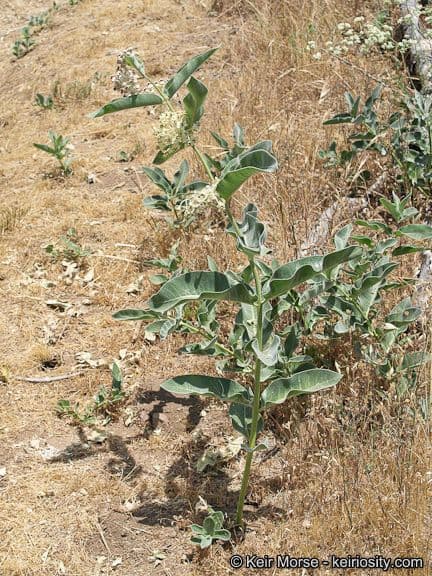 Asclepias 9