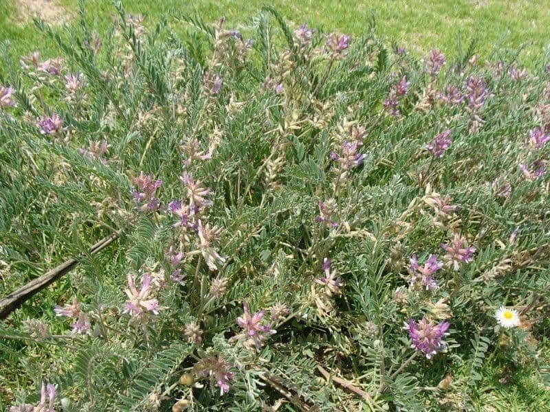 Krummschote 8