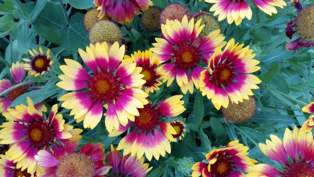 Gaillardia aristata 6
