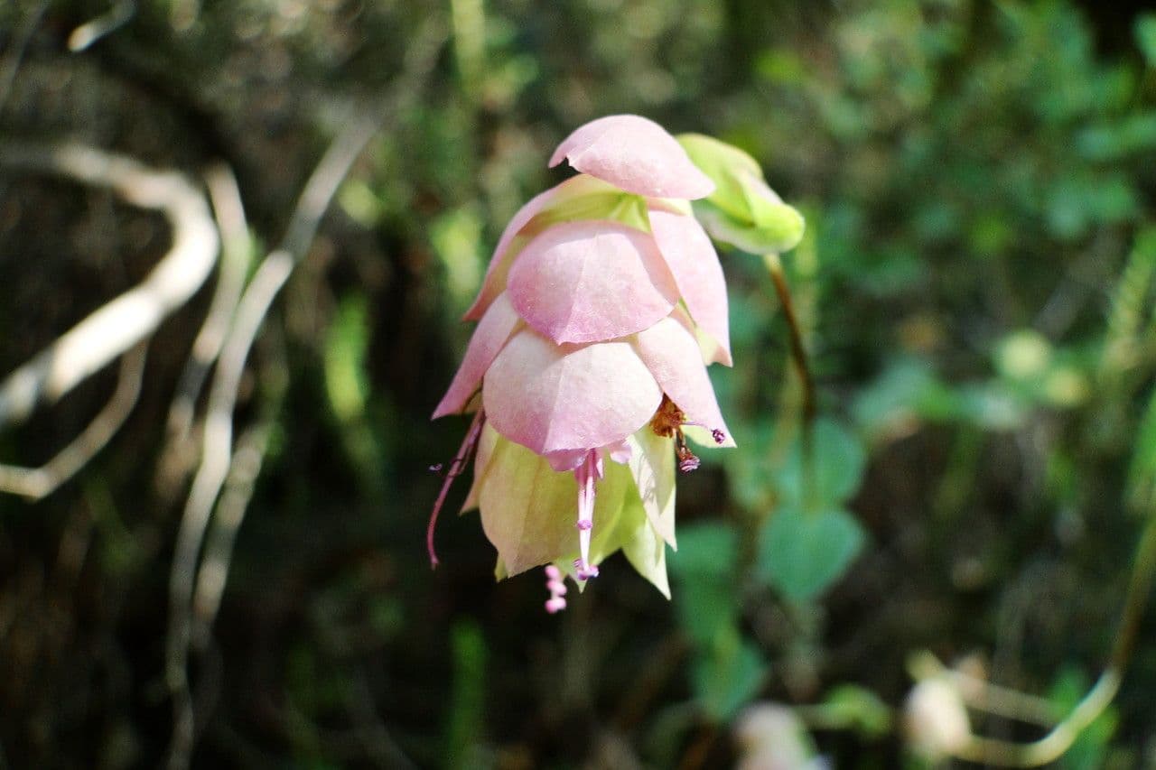 Origano 4